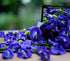 ANCIENT HERB Premium Dried Butterfly Pea Flower for Blue & Purple Drinks and Food Coloring, Pea Flower Tea, Non-GMO, Pure Natural Butterfly Pea Te...