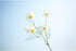 10pcs Artificial Daisy Flowers Flower Arrangements for Home Hotel Office Wedding Party Garden Craft Art Decor Each Approx 21" High No Vase White...
