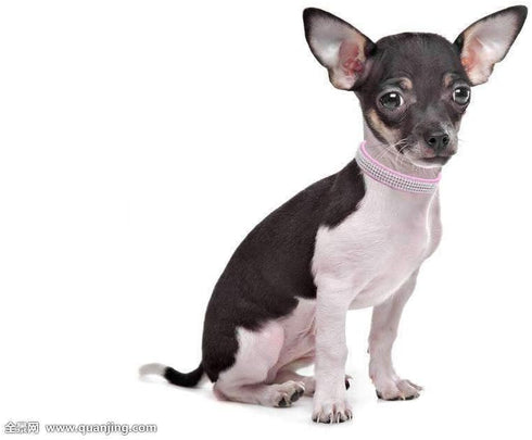 Cute Dazzling Sparkling Leather Dog Cat Rhinestone Collar Crystal Diamond Pet Dog Puppy Collar(Blue,S)...