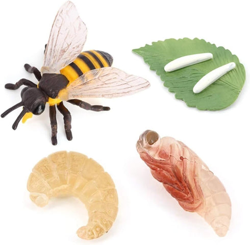 Bee Growth Cycle, Animal Growth Cycle Biological Model, Growth Stage Lifelike Bee Life Cycle Model Set for Kids Education Insect Themed Party Favo...