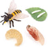 Bee Growth Cycle, Animal Growth Cycle Biological Model, Growth Stage Lifelike Bee Life Cycle Model Set for Kids Education Insect Themed Party Favo...