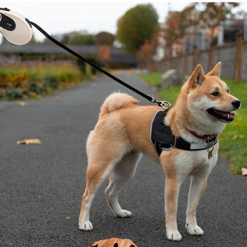 16ft Retractable Dog Leash with Poop Bags, Anti-Slip Handle, Strong Nylon Tape, Dog Walking Leash for Small Dogs up to 26lbs, 360° Tangle Free (Wh...
