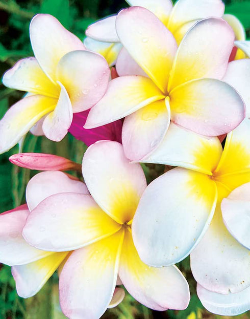 Island Soap and Candle Works Plumeria Blossom Scented Body Lotion for Men and Women, Paraben Free Body Moisturizer - Hydrating Hawaiian Skincare -...