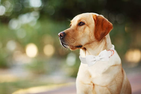 ARING PET Bowtie Dog Collar-Cotton White Dog Collar with Bow, Adorable Wedding Dog Collars Pet Collars Gifts with Metal Buckle...