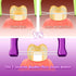 Evolutionary Clean Dental Flossers, Kit of Refills Plus Long Handle (200 T-Tension Refills)...