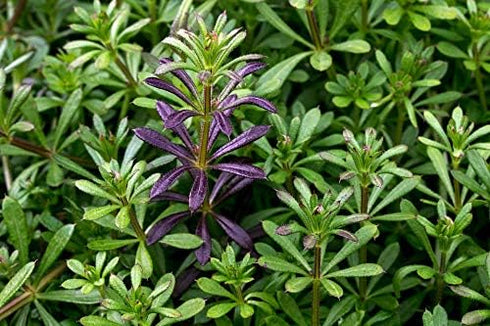 Seeds Sweet Summer Savory Medicinal Heirloom Herbs Non GMO for Planting...