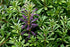 Seeds Sweet Summer Savory Medicinal Heirloom Herbs Non GMO for Planting...