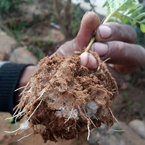 Commercial Grade Super Absorbent Polymer Potassium Based Water Crystal (1 Pound)...