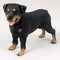 Rottweiler Figurine - Gift for Dog lovers...