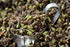 Marjoram Leaves - Spiceology Dried Marjoram Herb - 4 ounces...
