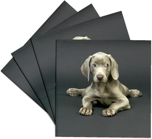 3drose Weimaraner Puppy Ceramic Tile Coaster, Set of 4...