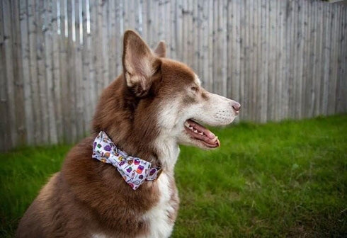 Elegant little tail Dog Collar with Bow - Fall Dog Collar Halloween Candy Bow Girl Boy Pet Collar Soft Dog Bowtie Collars for Small Dogs...