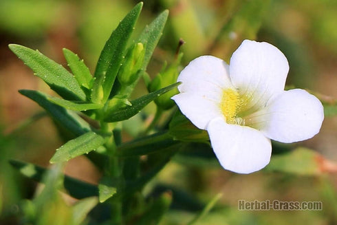 Seeds Sweet Summer Savory Medicinal Heirloom Herbs Non GMO for Planting...
