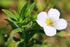 Seeds Sweet Summer Savory Medicinal Heirloom Herbs Non GMO for Planting...
