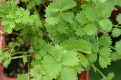 “Salad Burnet” Herb Seeds – Alternative Salad Green and Easy-to-Grow Herb – Harvest in 6 Weeks | Never GMO, Always Heirloom and OP | USA Grown See...