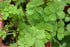 “Salad Burnet” Herb Seeds – Alternative Salad Green and Easy-to-Grow Herb – Harvest in 6 Weeks | Never GMO, Always Heirloom and OP | USA Grown See...