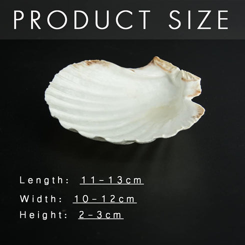 6PCS Scallop Shells for Serving Food,Baking Shells Large Natural White Scallops from Sea Beach for DIY Craft Decor 4-5 Inches...