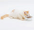 Necoichi Ceramic Cat Bowls for Indoor Cats - Cat Food Bowl, Cat Water Bowl, Cute Cat Dishes for Food, Whisker Friendly, Anti-Spill Feeding for Sma...
