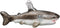 Old World Christmas Great White Shark...