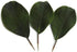 Artificial Magnolia Leaves Pack of 30 Leaves...