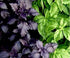 Seeds Indoor Basil Mix (Red, Purple and Green) Herb Heirloom for Planting Non GMO...
