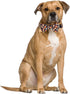 Thanksgiving Day Dog Collar Fall with Bowtie and Bell Autumn Holiday Adjustable Pet Collars for Dogs (Pumpkin,Large)...