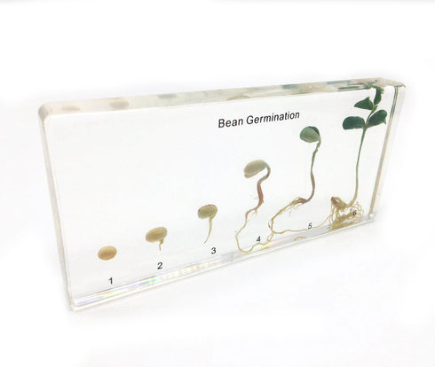 Bean Germination in Acrylic Block Lifecyle of Bean Biology Science Classroom Specimens (Bean Germination)...