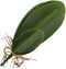 WINOMO Orchid Leaf, Artificial Orchid Plant Fake Flower Leaf Home Office Decoration...