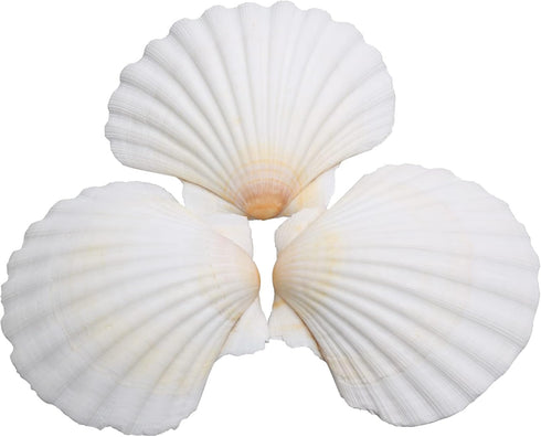 25pcs Scallop Shells for Crafts, 2-3 Inches White Large Natural Seashells for DIY Home Decor, Baking Shells for Serving Food...