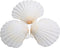 25pcs Scallop Shells for Crafts, 2-3 Inches White Large Natural Seashells for DIY Home Decor, Baking Shells for Serving Food...