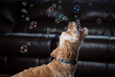Puppy Love Bubbles, Peanut Butter Scented Bubbles 4oz. Bottle-2 Pack in Peanut Butter Flavor for Dogs...