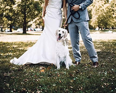 Unique style paws Silk Champagne Color Dog Collar Adjustable Durable Dog Collar with Bow Wedding Bow tie Dog Collar for Small Puppy and Cats...