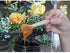 Gmark 4" Mini Wooden Spoons 100 ct, Biodegradable Compostable Birchwood (100pcs/bag) GM1042A...