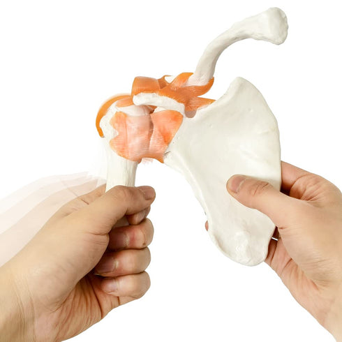 Anatomical Shoulder Joint Model Medical Anatomy Skeleton, Human Body Shoulder Ligament Model Anatomy Replica of Norma Shoulder Joint for Doctors O...