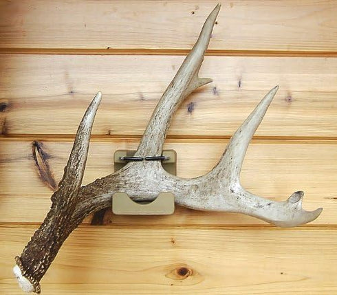Wall Mounted Shed Antler Display by Antleritis #7051...