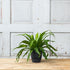 Dolce Round Planter, Black, 6"...