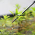 2 Pcs Feeding Tongs?10.6 Inch Stainless Steel Long Tweezers Forceps Straight and Curved Tweezers Set?for Aquarium Reptile, Plant, Snakes, Lizards,...