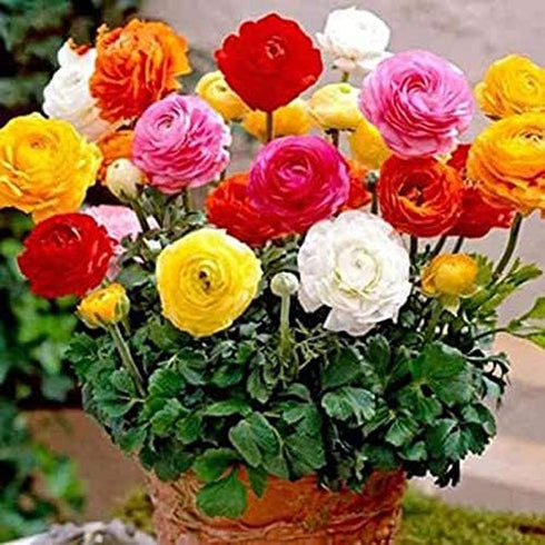 UtopiaSeeds 12 Mixed French Peony Ranunculus Corms...