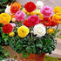 UtopiaSeeds 12 Mixed French Peony Ranunculus Corms...