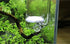 CO2 Diffuser Glass Reactor with U Shape Connecting Tube for Pollen Aquarium Plants Tank(CO2 Diffuser-Large Flat-Bottomed)...
