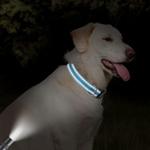 Taglory Reflective Adjustable Dog Collars for Puppy Small Medium Large Dogs, Thin Nylon Webbing and Quick Release Plastic Buckle(Aqua Blue,XSmall)...