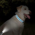 Taglory Reflective Adjustable Dog Collars for Puppy Small Medium Large Dogs, Thin Nylon Webbing and Quick Release Plastic Buckle(Aqua Blue,XSmall)...