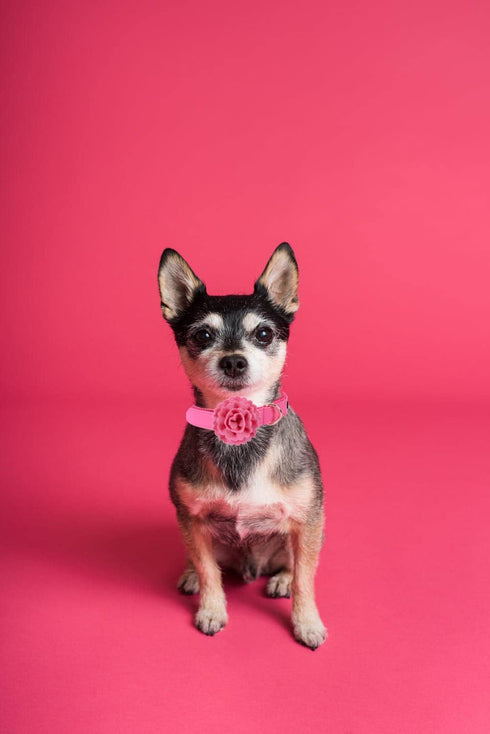Elegant little tail Pink Leather Dog Collar, Durable Pet Collar, Flower Pattern Bow Tie Dog Collar Adjustable Girl Dog Collars for X-Small Dogs an...