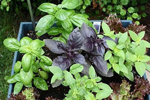 Seeds Indoor Basil Mix (Red, Purple and Green) Herb Heirloom for Planting Non GMO...