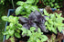 Seeds Indoor Basil Mix (Red, Purple and Green) Herb Heirloom for Planting Non GMO...