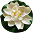 7Pcs 3.9 Inch Artificial Lotus Flower Artificial Flower Pool Aquarium Decoration Eternal Flower Artificial Flower (White)...