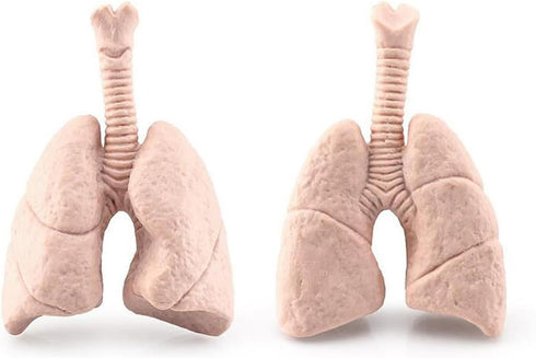 8 Piece Mini Human Organ Set Mini Human Body Model for Kids Mini Body Parts Sets 3D Human Anatomy Model Anatomy and Physiology Study Tools Student...