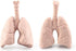 8 Piece Mini Human Organ Set Mini Human Body Model for Kids Mini Body Parts Sets 3D Human Anatomy Model Anatomy and Physiology Study Tools Student...