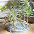 Artificial Air Plants Faux Succulents Plants Unpotted Small Tillandsia Look Real in Flocked Green Premium Crafting DIY Floral Decor for Home Garde...