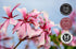 GreenHealth - Rose Geranium 100% Pure Therapeutic Grade Essential Oil -15ml...